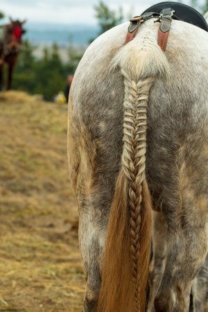 White horse: a braid tail close-upの写真素材