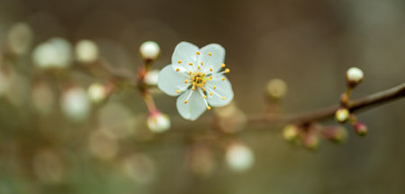 Beautiful white apple blossom on a branch, closeupの写真素材