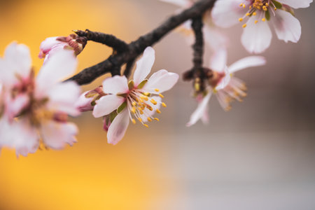 Cherry and apple flowers on the branches, close-upの写真素材