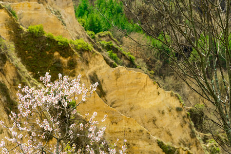 Flowering of dogwood and apple tree in early spring in sandy rocks near Melnik Bulgariaの写真素材
