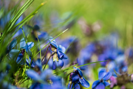 First spring blue flowers in the meadow hionodoksyの写真素材