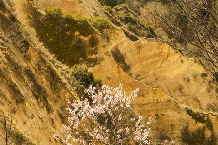 Flowering of dogwood and apple tree in early spring in sandy rocks near Melnik Bulgariaの写真素材