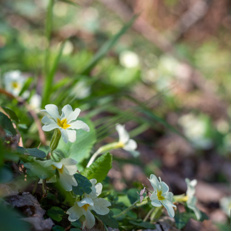 Lawn in the forest with primrose flowers. Spring morning forest landscape with blooming primroses.の写真素材