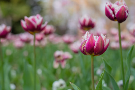 Flowerbed in the botanical garden with terry purple tulipsの写真素材