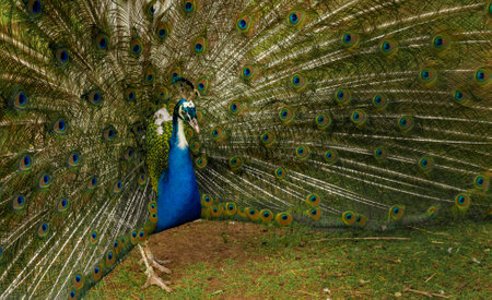 Lovely peacock tail. Elegant colorful peacock portraitの写真素材