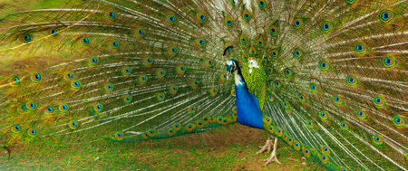 Lovely peacock tail. Elegant colorful peacock portraitの写真素材
