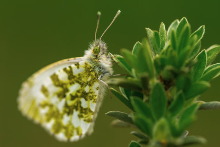 Variegated butterfly Anthocharis cardamines sits on a green plant in the forestの写真素材