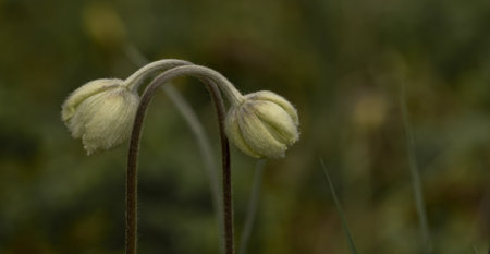 Delicate anemone flowers outdoors. Spring background with two flowers.の写真素材