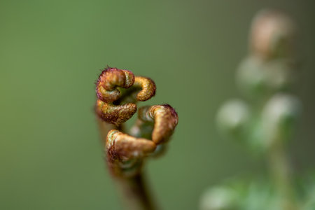 Beautiful close-up of a fresh green plantation of wild ferns in the shape of a spiralの写真素材