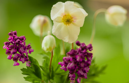 Bouquet of flowers from anemone and anacamptis laxiflora orchids on a green backgroundの写真素材