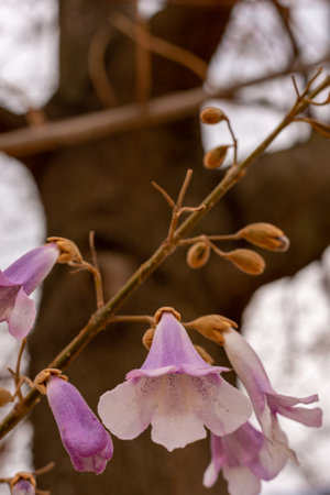Paulownia the tree fastest growing in the worldの写真素材