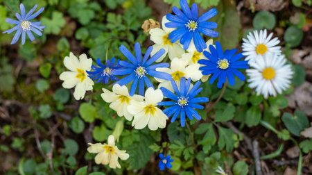 Lawn in the forest with primrose flowers. Spring morning forest landscape with blooming primroses.の写真素材