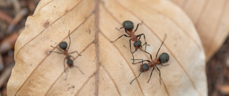 Ants in their habitat on a dry leafの写真素材