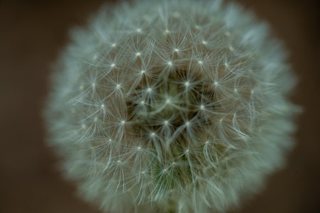 Macro photo of white dandelion, fluff structureの写真素材