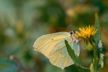 Beautiful greenish-yellow butterfly Lemongrass, or Krusinnitsa lat.Gonepteryx rhamni on a yellow flower close-up.の写真素材