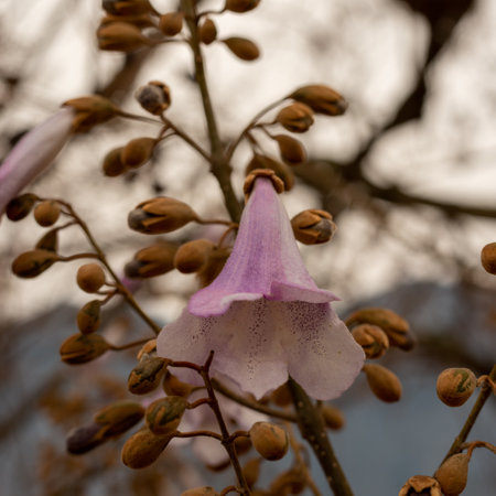 Paulownia the tree fastest growing in the worldの写真素材