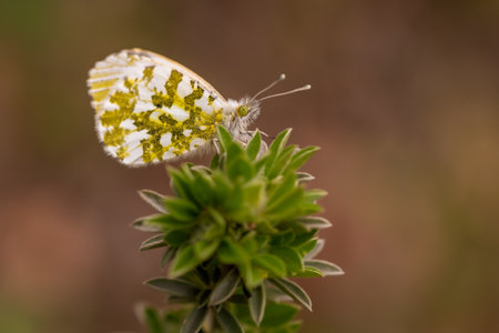 Variegated butterfly Anthocharis cardamines sits on a green plant in the forestの写真素材
