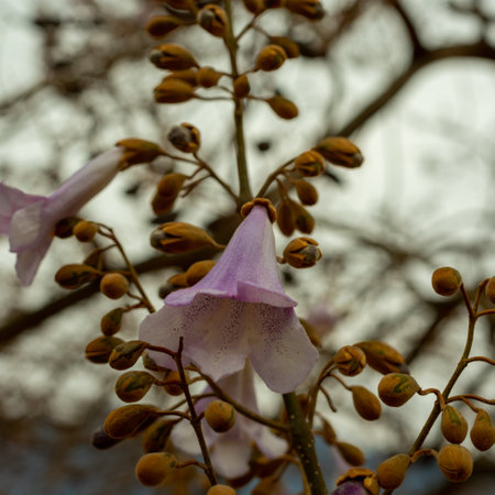 Paulownia the tree fastest growing in the world.の写真素材