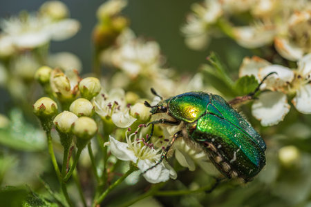 Beetle May rose Cetonia aurata on white thorn flowersの写真素材
