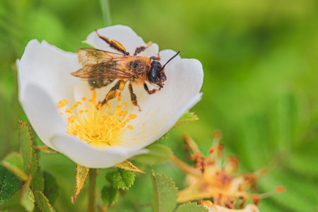 Honey bee collecting pollen from a white rosehip flowerの写真素材