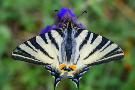 Beautiful big butterfly Iphiclides podalirius, rare Swallowtail on a green backgroundの写真素材
