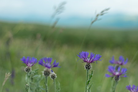 landscape of summer field from blue cornflower and blue skyの写真素材