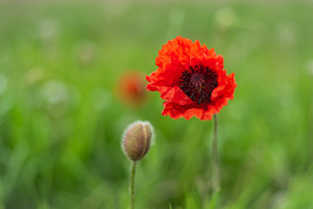 Flower Red poppie bloom on a wild field. Beautiful field red poppie with selective focus.の写真素材