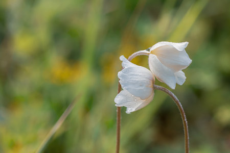 Two white anemones leaning togetherの写真素材