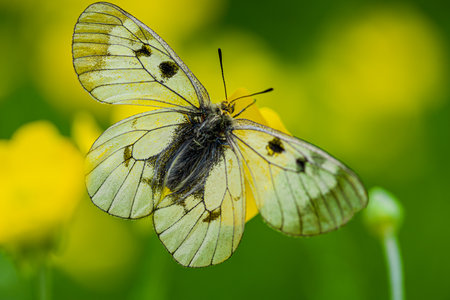 Clouded Apollo butterfly Parnassius mnemosyne in a flowery meadow.の写真素材
