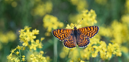 Orange checkered butterfly Melitaea interrupta sits on yellow flowers.の写真素材