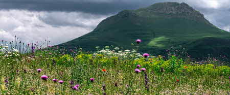 Flower meadow in the mountains of Armenia in cloudy weatherの写真素材