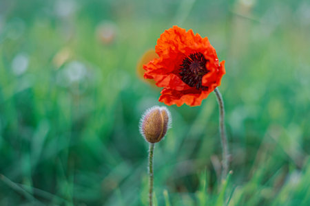 Flowers Red poppies blossom on wild field. Beautiful field red poppies with selective focus. soft light. Natural drugs. Glade of red poppies. Lonely poppy. Soft focus blurの写真素材