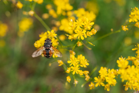 Fly Tachina Fera sitting on a yellow flowerの写真素材