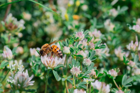 Honey bee collecting nectar in a meadow with white clover.の写真素材
