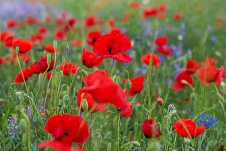 Red poppy flowers and blue false indigo blooming in a meadowの写真素材