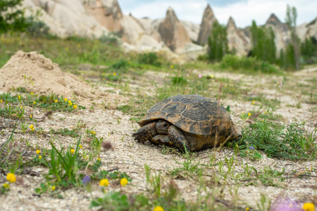 Turtle against the backdrop of the Cappadocia landscape, mountains and flowersの写真素材