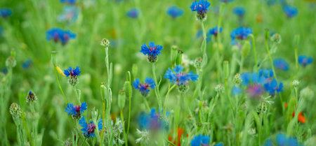 Flower field with blue cornflowers.の写真素材