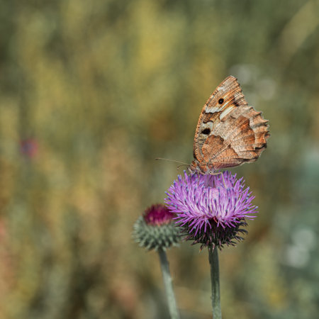 Hipparchia syriaca butterfly on a thistle flower.の写真素材