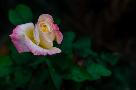 Beautiful pink rose blooms in the gardenの写真素材