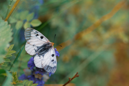 Clouded Apollo butterfly Parnassius mnemosyne in a flowery meadow.