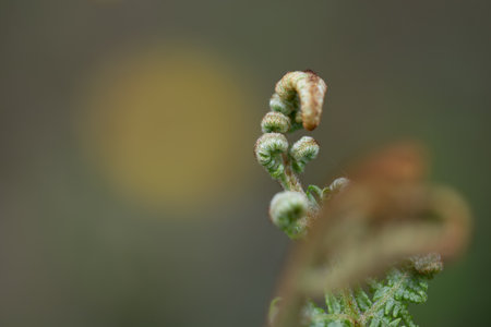 Beautiful close-up of a fresh green plantation of wild ferns in the shape of a spiralの写真素材