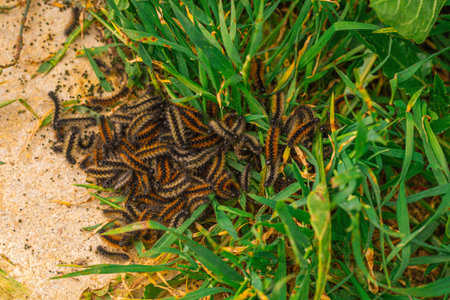 Fluffy silkworm caterpillars.