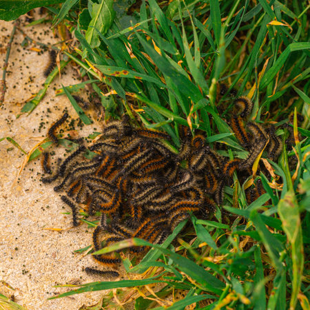 Fluffy silkworm caterpillars.
