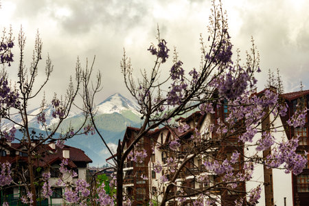 Spring in Bansko. Blooming Paulownia tree against the backdrop of the Pirin Mountains
