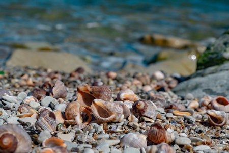 Rapana shells on sand against the background of the seaの写真素材