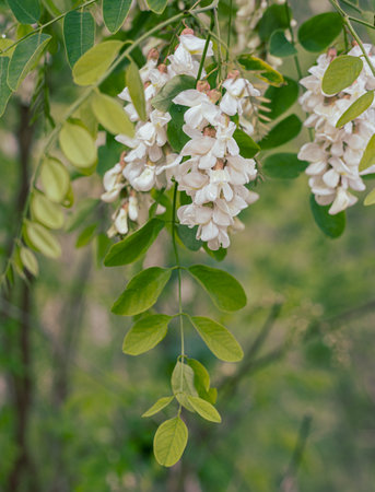 Acacia tree blooms in spring. Flower branch on a green backgroundの写真素材