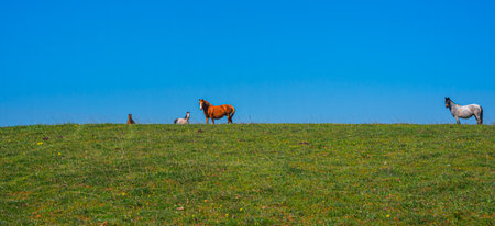 Horses on the horizon in a spring pasture