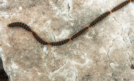 Processional caterpillars move one after another along a stone surface