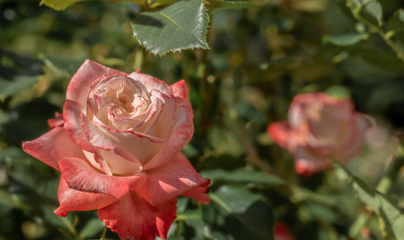 Beautiful pink rose blooms in the gardenの写真素材
