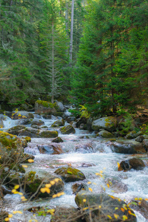 A small stormy river in the Pirin mountains in autumn. The Demyanitsa river flows in a mountain coniferous forestの写真素材